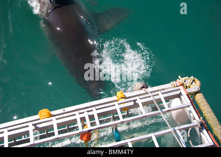 Hermanus, South Africa. Some of the legendary Great White Shark diving off the coast of Mosselbaai (Mossel Bay). Stock Photo