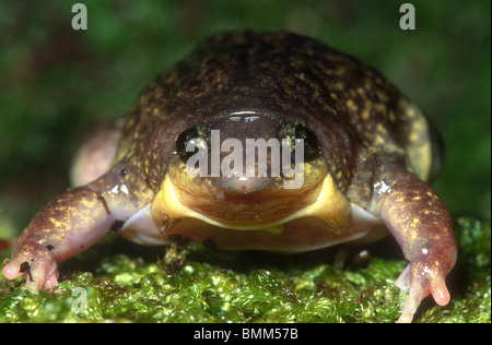 Mottled shovel-nose frog, Hemisus marmoratus, South Africa Stock Photo