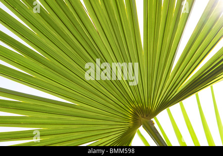 green palm leaf abstract pattern on white background Stock Photo
