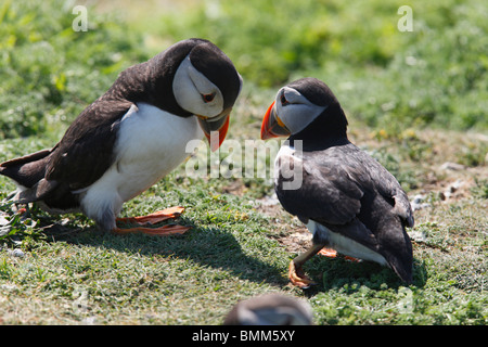 Puffin returning with broken ankle Stock Photo