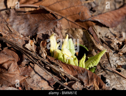 Fresh new green leaves rising through layer of old dead brown leaves at early Spring Stock Photo