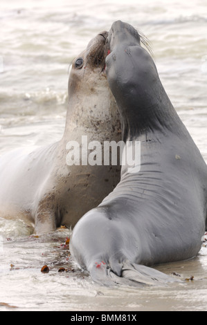 Stock photo of two northern elephant seals sparring, Ano Nuevo Reserve, California. Stock Photo