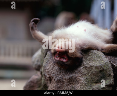 Japanese Macaque at Takasaki mountain Oita City, near Beppu, Oita Prefecture, Kyushu Japan. Stock Photo