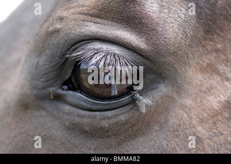 close up of red eyed fly on horse eye Stock Photo