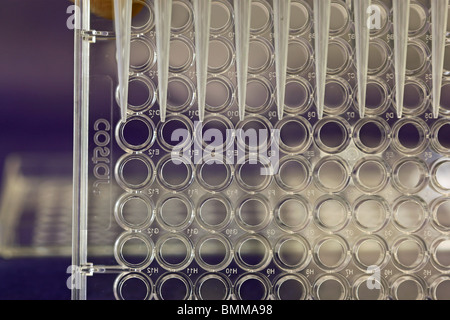 pipettor with microplate in laboratory setting Stock Photo