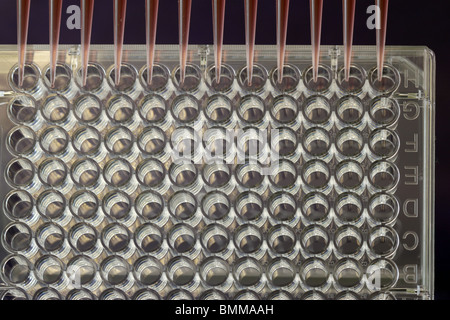 multi-well plate with pipettor tips Stock Photo