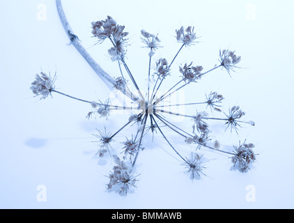 Blue toned image of Cow parsley seed head. Stock Photo