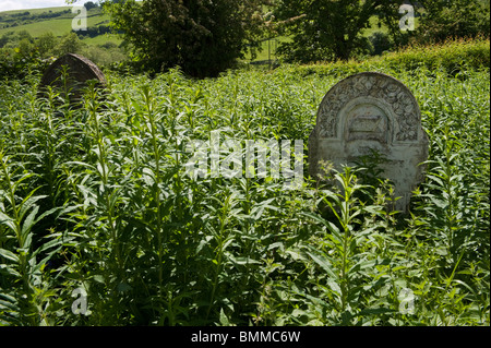 Bethania Chapel with overgrown graveyard for sale by auction between Upper and Lower Chapel north of Brecon Powys Wales UK Stock Photo