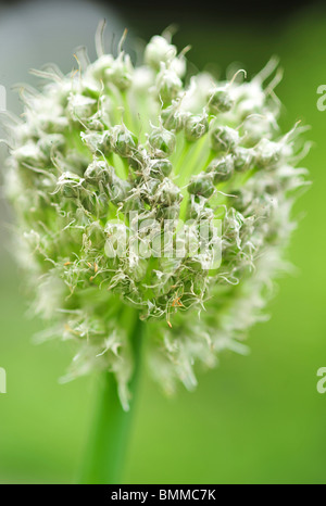 allium fistulosum  (Welsh Onion, Japanese Bunching Onion, Spring Onion, scallion) Stock Photo