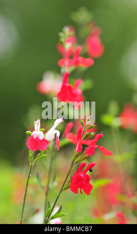Salvia Jamensis sp. Maraschino Stock Photo