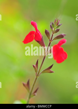Salvia Jamensis sp. Maraschino Stock Photo