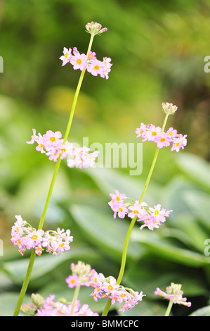 Primula beesiana (sp. candelabra primroses ) Stock Photo