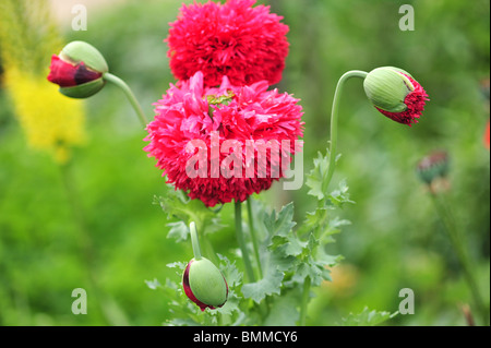 Papaver orientale Turkenlouis (Oriental Poppy) Stock Photo