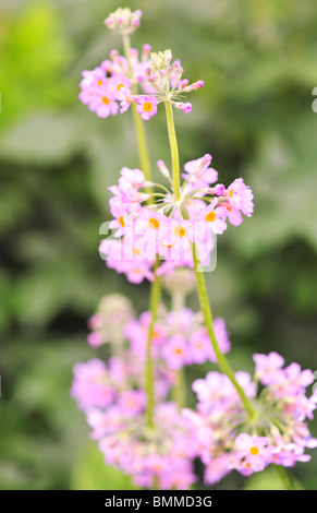 Primula beesiana (sp. candelabra primroses ) Stock Photo