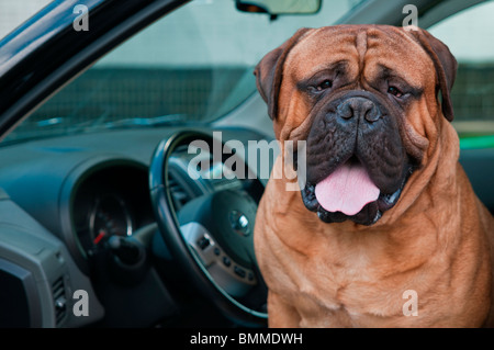 Big Dog sitting in a Drivers Seat Stock Photo