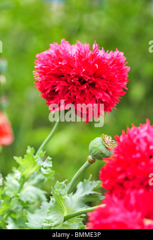 Papaver orientale Turkenlouis (Oriental Poppy) Stock Photo