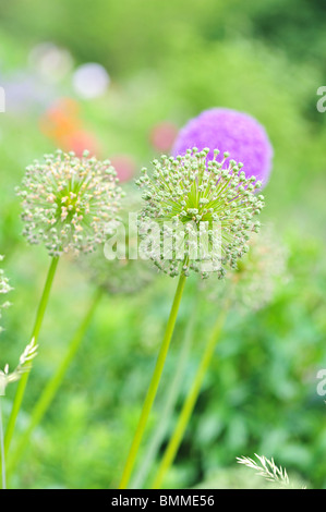 alliums Stock Photo