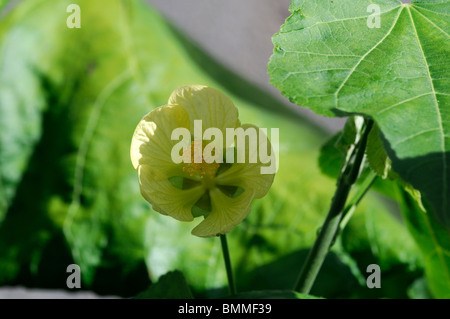 Abutilon pitcairnense single yellow flower against leaves and branch extinct in the wild conservation botanic gardens dublin Stock Photo