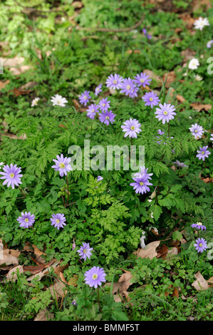 Anemone blanda Grecian Windflower tuberous perennial daisy-like spring blooming blue flower blossom Stock Photo
