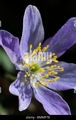 Wood anemone Anemone nemorosa bowles purple Ranunculaceae shade loving spring flower bloom blossom yellow stamen Stock Photo