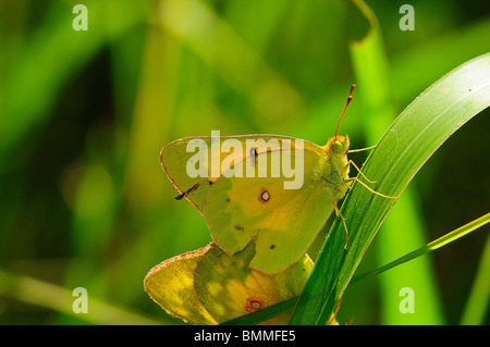 Orange Sulphur mating