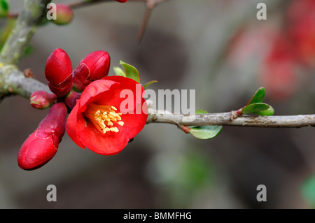 Flowering quince Chaenomeles  x superba boule de feu cultivar hardy shrub red flowers spring flower bloom blossom Stock Photo