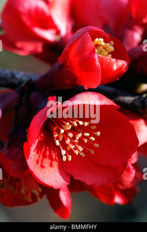 Flowering quince Chaenomeles  x superba boule de feu cultivar hardy shrub red flowers spring flower bloom blossom Stock Photo