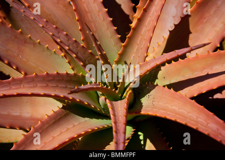 Aloe rosette, South Africa Stock Photo