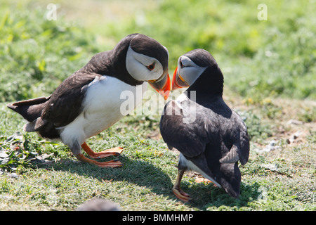 Puffin returning with broken ankle Stock Photo