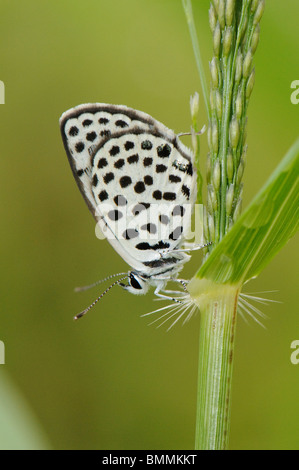 Spotted white butterfly resting on grass stem, Tswalu Desert Reserve, Kalahari Desert, South Africa Stock Photo