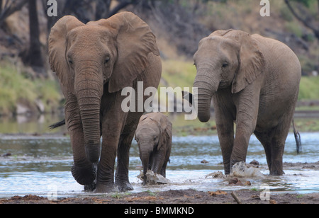 African Bush Elephant (Loxodonta africana) herd drinking at waterhole Mashatu Game Reserve Northern Tuli Game Reserve Botswana Stock Photo