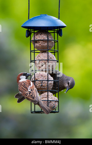 Sturnus vulgaris and Passer domesticus. Juvenile Starling and house sparrow feeding on a suet ball feeder