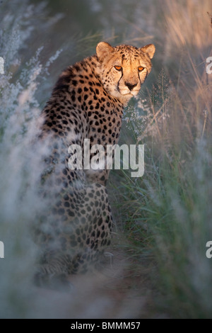 Cheetah (Acinonyx jubatus) portrait, Namibia Stock Photo