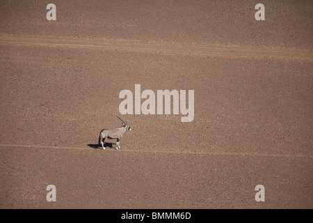 Aerial view of Gemsbok (Oryx gazella) standing in desert, Namibia Stock Photo