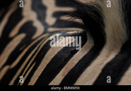 Close-up view of Zebra skin Stock Photo