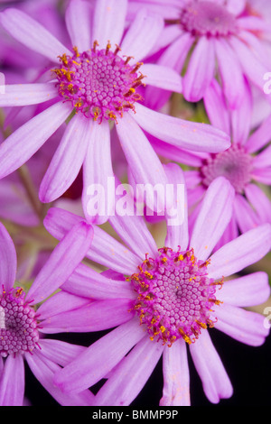 Pericallis webbii or cineraria flower Stock Photo