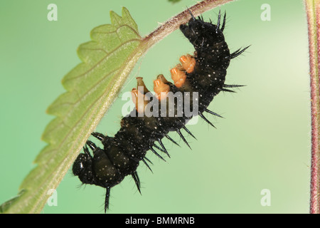 PEACOCK BUTTERFLY (Inachis io) CATERPILLAR ON NETTLE LEAF SIDE VIEW Stock Photo