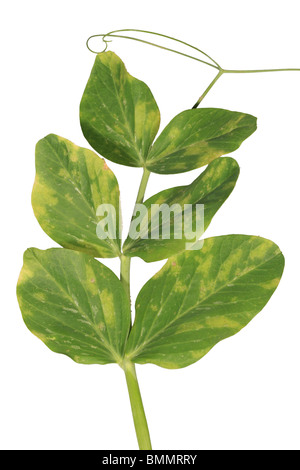 PEA DOWNY MILDEW (Peronospora viciae) SHOWING UPPER SIDE OF LEAF ON PLANT Stock Photo