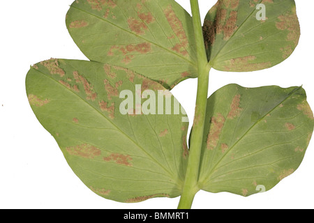 PEA DOWNY MILDEW (Peronospora viciae) SHOWING UNDER SIDE OF LEAF ON PLANT Stock Photo