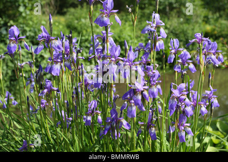 IRIS SIBIRICA EGO PLANT IN FLOWER Stock Photo