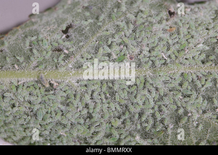 MEALY PLUM APHID (Hyalopterus pruni) MASSING ON UNDERSIDE OF PLUM LEAF Stock Photo