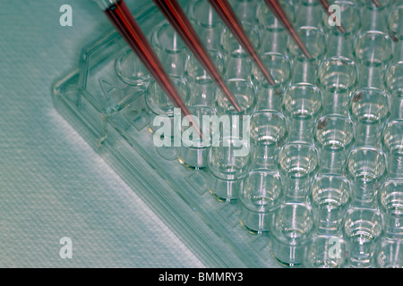 pipettor and microplate Stock Photo
