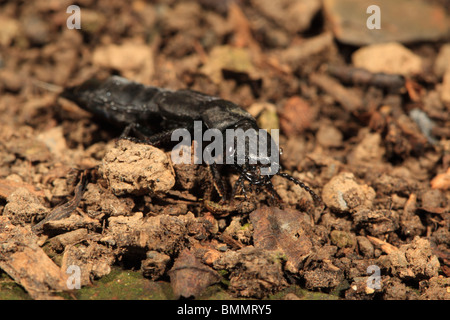 DEVILS COACH HORSE (Ocypus olens) SHOWING PINCERS FRONT VIEW CLOSE UP Stock Photo