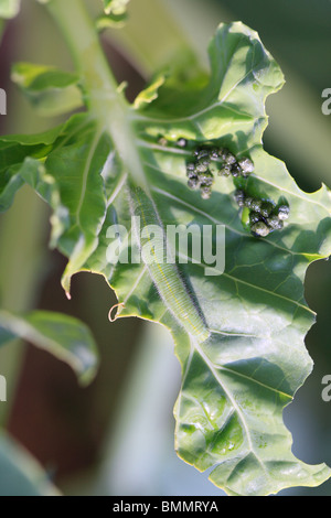 SMALL WHITE (Pieris rapae) CATERPILLARS FEEDING ON BRUSSELS SPROUT Stock Photo