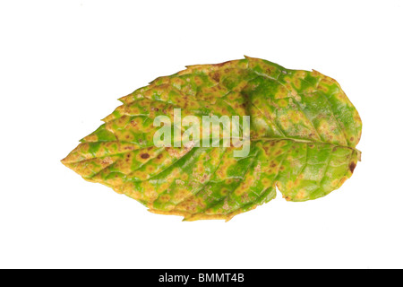MINT RUST (Puccinia menthae) SHOWING PUSTULES ON UPPER LEAF SURFACE Stock Photo