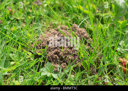 YELLOW MEADOW ANTS (Lasius flavus) MAKE NESTS IN EXCAVATED SOIL MOUNDS ON LAWNS Stock Photo
