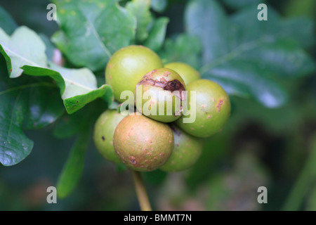 OAK MARBLE GALL (Andricus kollari) GROUP ON OAK BRANCH Stock Photo