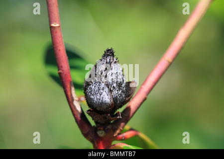 RHODODENDRON BUD BLAST (Pycnostysanus azaleae) CLOSE UP OF INFECTED BUD SHOWING CONIDIA Stock Photo