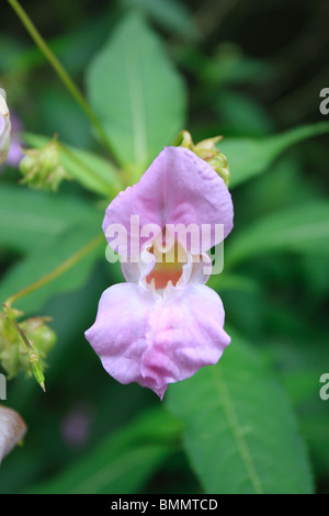 HIMALAYAN BALSAM (Impatiens glandulifera) CLOSE UP OF FLOWER