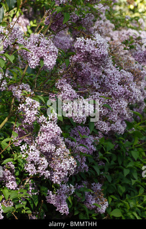 Persian lilac (Syringa x persica) shrub in flower Stock Photo